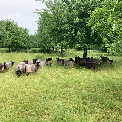 Foto: Schafe auf einer grünen Weide mit Bäumen