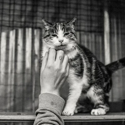 Foto: Tierschutz Ingolstadt - Katze die gestreichelt wird